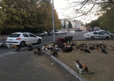 غذادادن به حیوانات خیابانی؛ اقدامی انسانی با چالش‌های بهداشتی