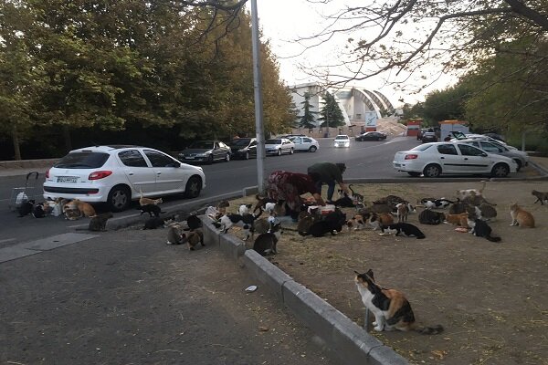 غذادادن به حیوانات خیابانی؛ اقدامی انسانی با چالش‌های بهداشتی