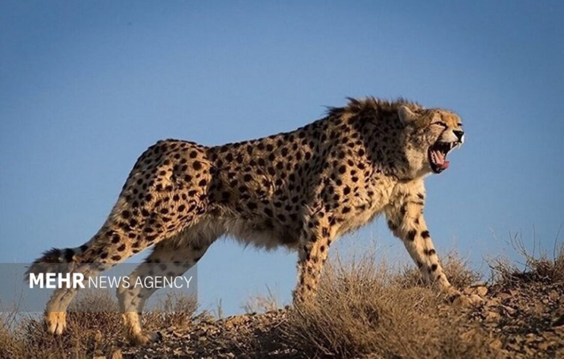 تلفیق «حفاظت» و «فناوری» در توران شاهرود؛ پایش علمی یوزپلنگ ایرانی
