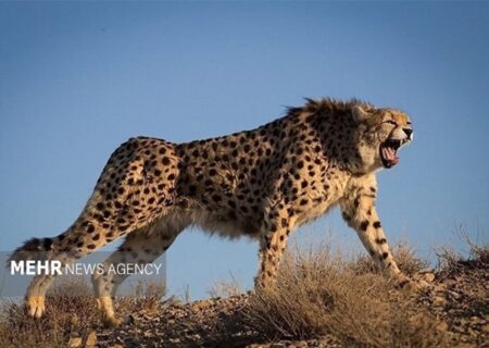 تلفیق «حفاظت» و «فناوری» در توران شاهرود؛ پایش علمی یوزپلنگ ایرانی
