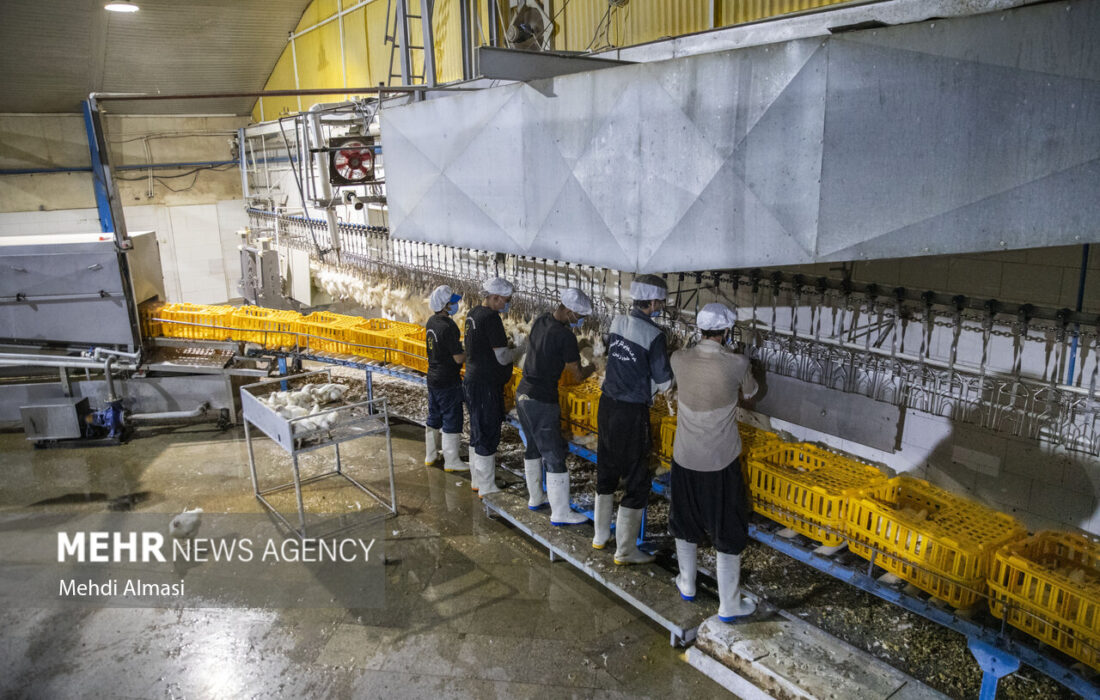 تولید سالانه ۶۵ هزار تن فرآوردههای دام و طیور در تربت حیدریه