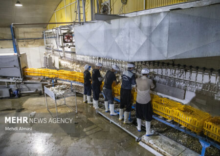 تولید سالانه ۶۵ هزار تن فرآورده‌های دام و طیور در تربت حیدریه