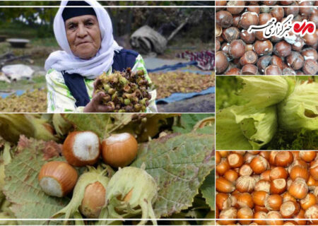 فندق اشکور؛ ظرفیتی راهبردی برای توسعه کشاورزی در شرق گیلان