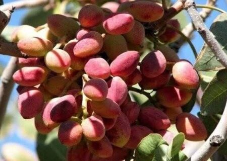 دستان خالی کشاورزان از ثروت طلای سبز؛ کاهش ۲۵ درصدی تولید پسته