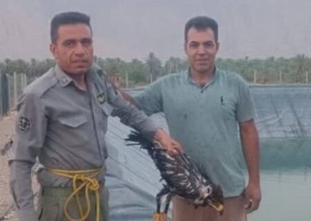 نجات پرنده شکاری در بخش بوشکان