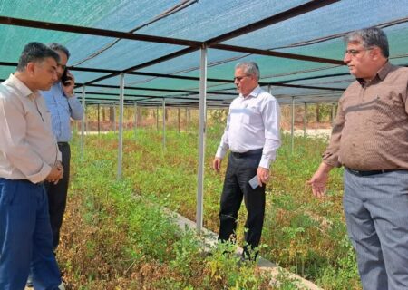 زراعت چوب در سطح ۷۰۰ هکتار استان سمنان اجرا شد