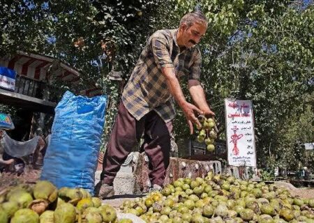 آغاز برداشت بیش از ۴ هزار تن گردو در جنوب کرمان