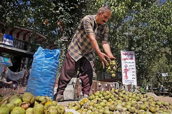 آغاز برداشت بیش از ۴ هزار تن گردو در جنوب کرمان