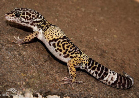 ثبت اولین تصویر مستند از گکوی خال پلنگی ترکمنی