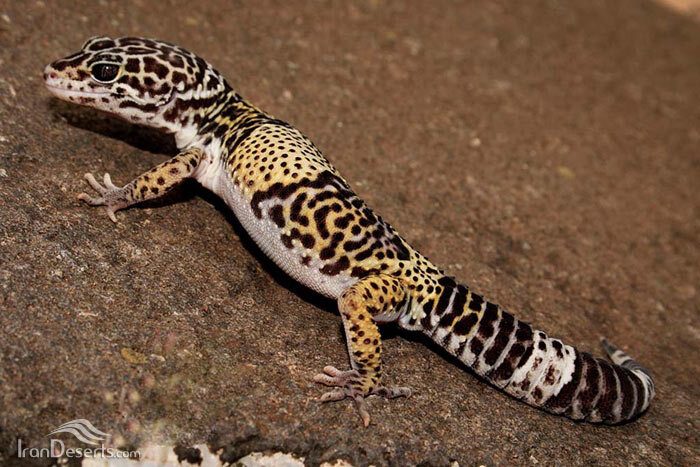 ثبت اولین تصویر مستند از گکوی خال پلنگی ترکمنی