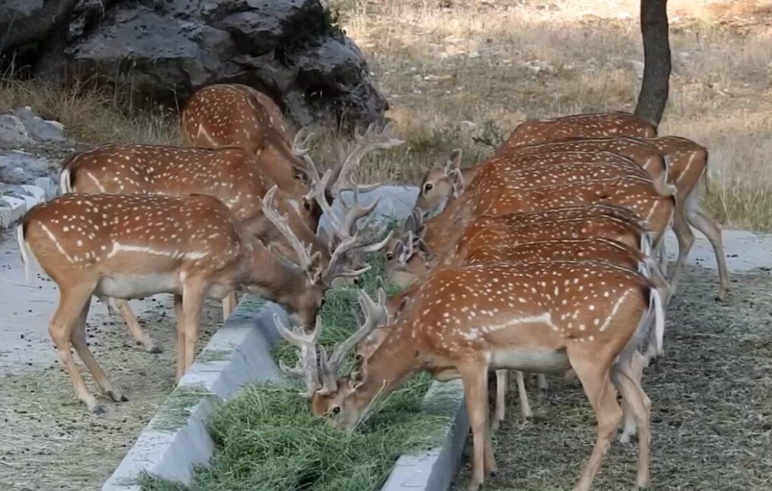 سایت تکثیر و پرورش گوزن زرد ایرانی در ایلام