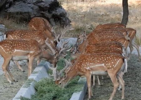 سایت تکثیر و پرورش گوزن زرد ایرانی در ایلام