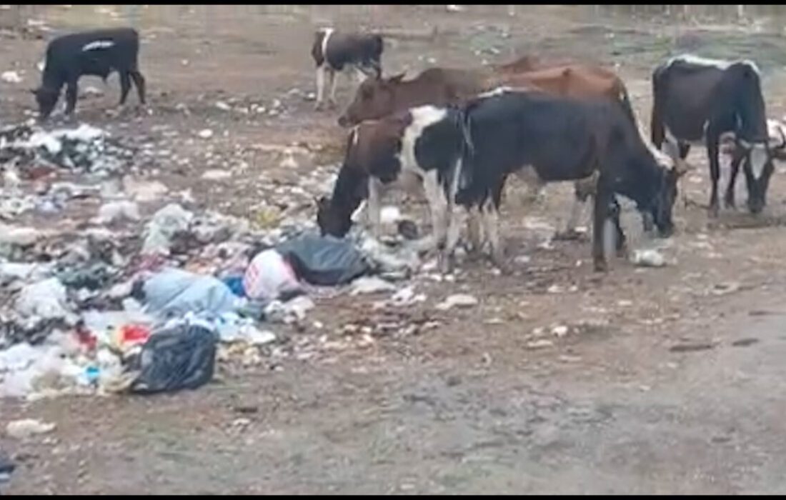 گاوهای زباله خور