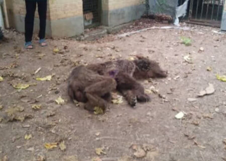 دو خرس قهوه‌ای در آمل بر اثر تیراندازی زخمی شدند