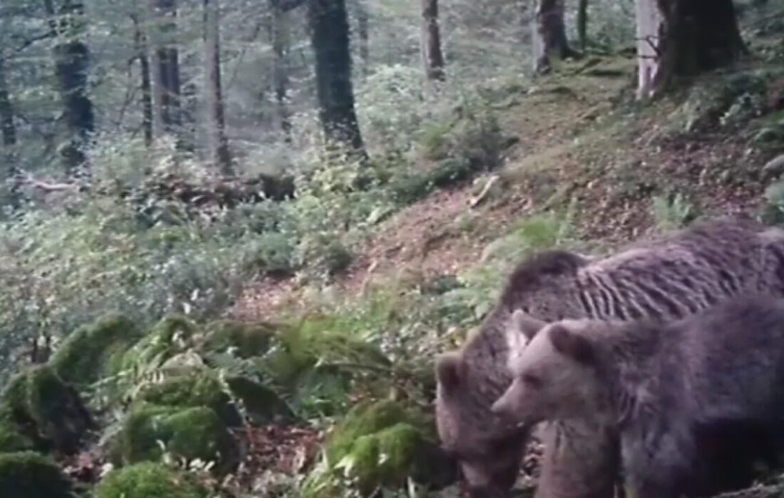 ثبت تصاویر نادر از خرس قهوه ای مادر و توله اش در ارتفاعات رودبار