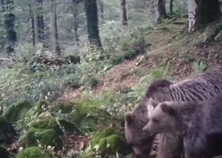 ثبت تصاویر نادر از خرس قهوه ای مادر و توله اش در ارتفاعات رودبار