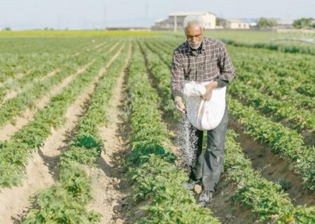 تأمین به‌موقع کود شیمیایی در کردستان؛ آغاز کشت پاییزه