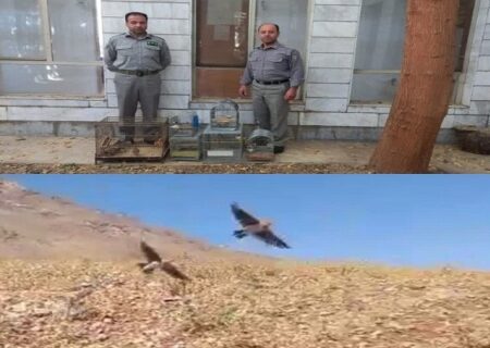 فروشندگان غیرمجاز پرندگان زینتی در بروجرد دستگیر شدند