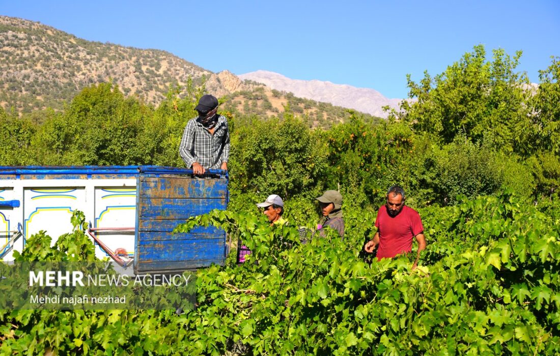 برداشت انگور از تاکستان های شهرستان دنا