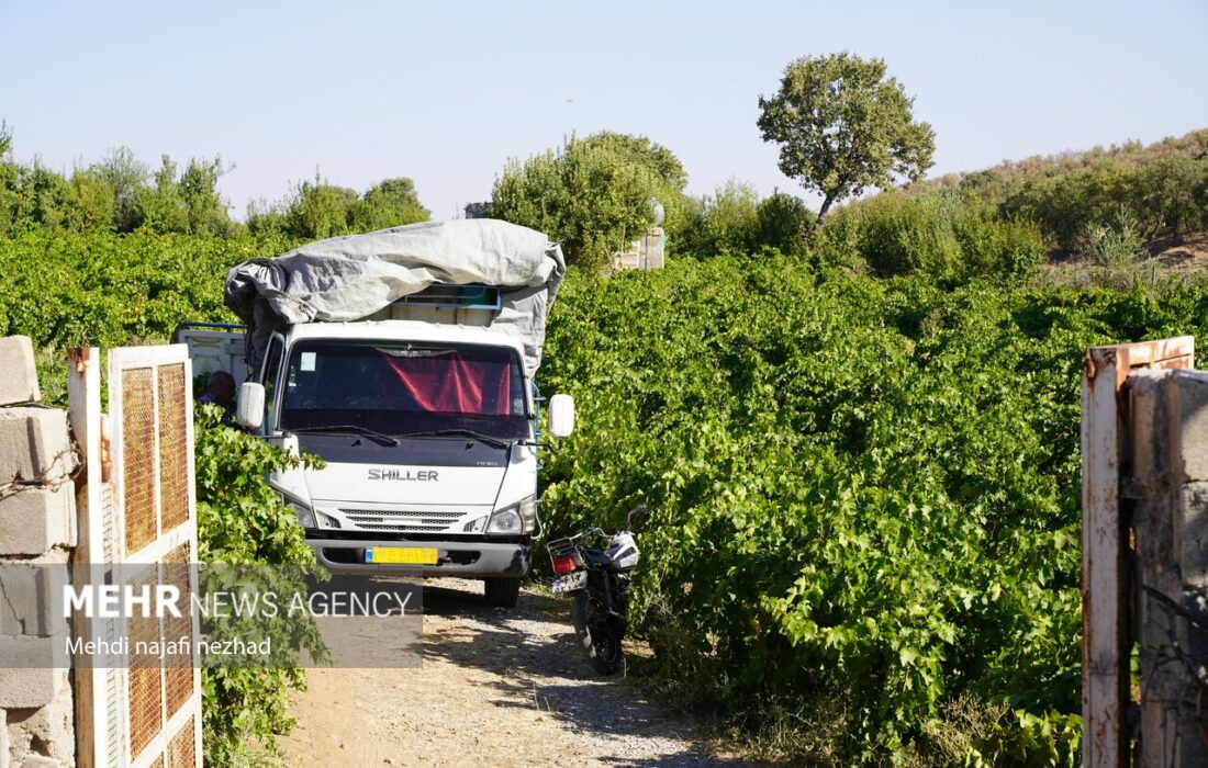 برگزاری جشنواره برداشت میوههای سردرختی در چناران