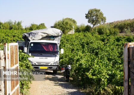برگزاری جشنواره برداشت میوه‌های سردرختی در چناران