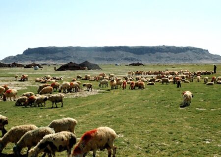 عشایر سیستان و بلوچستان، تولیدکننده یک‌چهارم گوشت قرمز استان