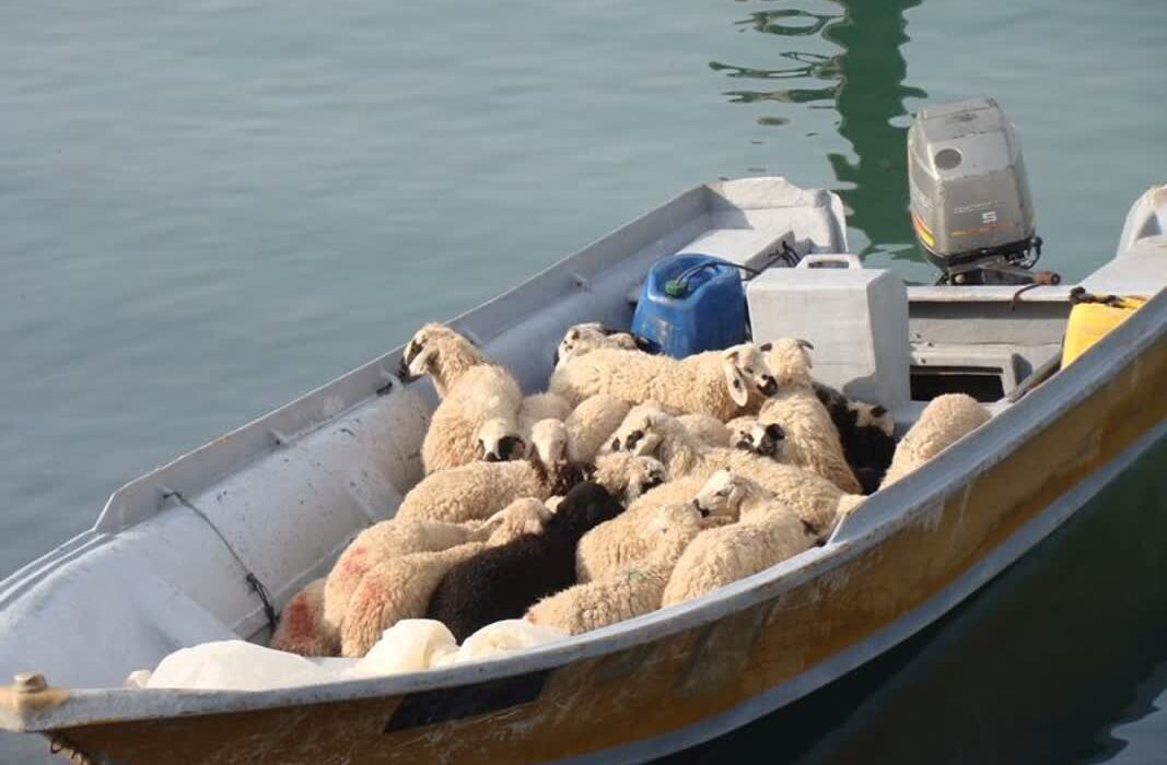 توقیف شناور حامل احشام قاچاق در میناب