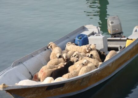 توقیف شناور حامل احشام قاچاق در میناب