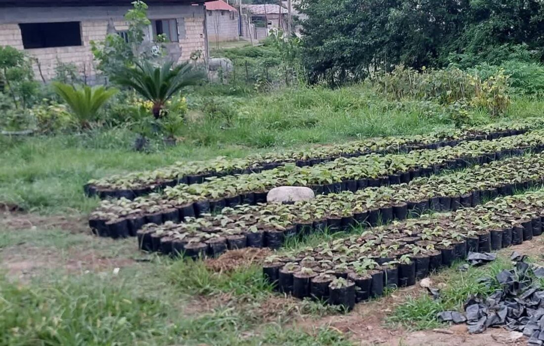 گلخانه در اراضی موقوفه تنکابن احداث میشود؛ احیای باغ کیوی