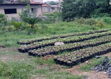 گلخانه در اراضی موقوفه تنکابن احداث می‌شود؛ احیای باغ کیوی