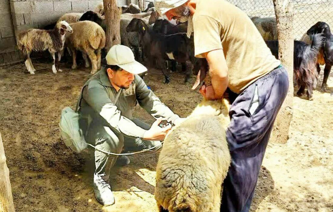 واکسیناسیون سراسری دامها بر علیه بیماری تب برفکی در استان بوشهر
