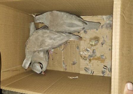 افشای شبکه مجازی قاچاق کبک وحشی در لامرد فارس