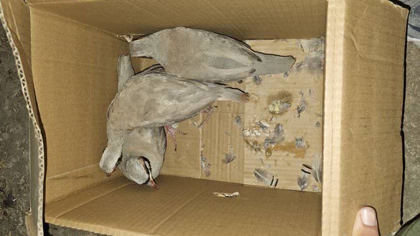 افشای شبکه مجازی قاچاق کبک وحشی در لامرد فارس