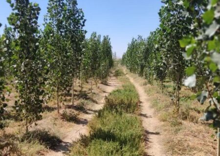 دهگلان پیشگام در توسعه زراعت چوب؛ ۱۵۰ هکتار زیر کشت صنوبر رفت