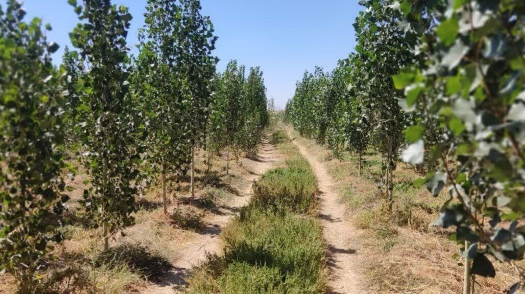 دهگلان پیشگام در توسعه زراعت چوب؛ ۱۵۰ هکتار زیر کشت صنوبر رفت
