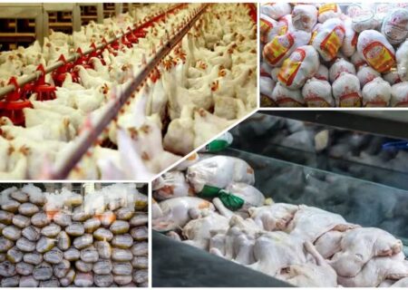 گرانی مرغ و فشار مضاعف بر معیشت خانوار کرمانشاهی؛ قیمت‌ها کاهشی می‌شود