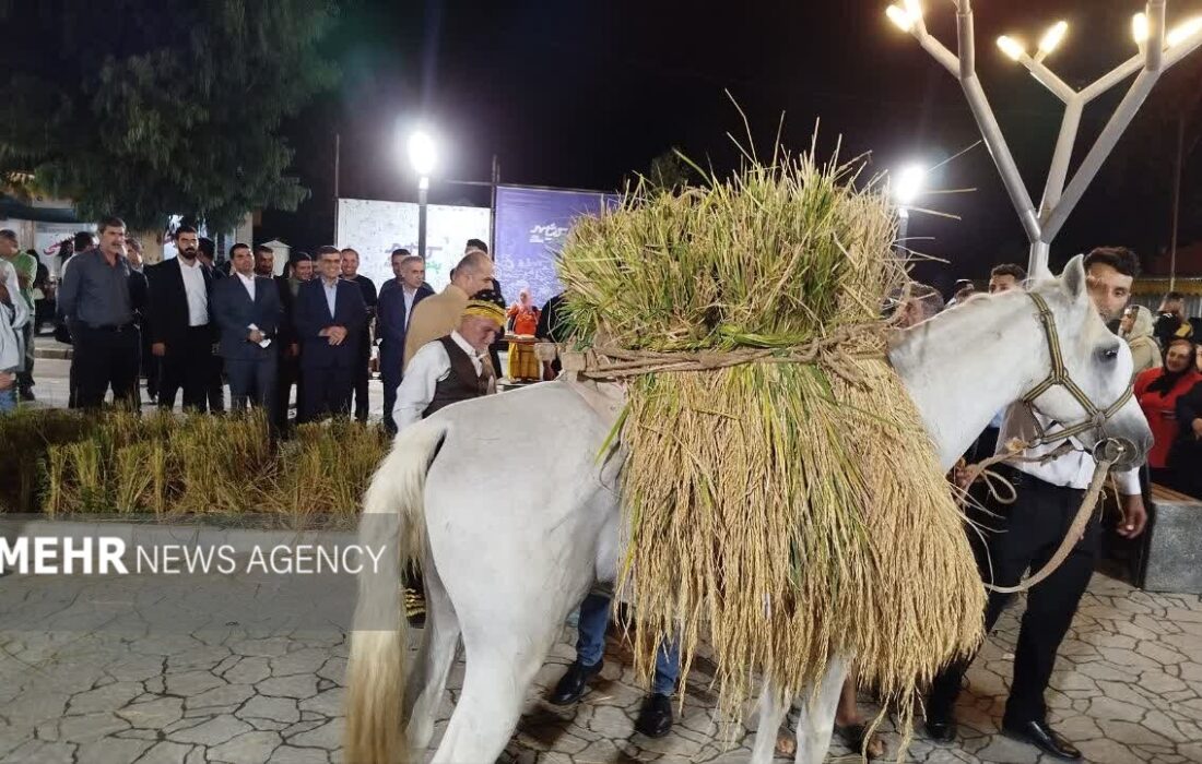 کیاشهر میزبان نخستین جشنواره شکرانه برنج شد؛روایت رنج کشاورز درشالیزار