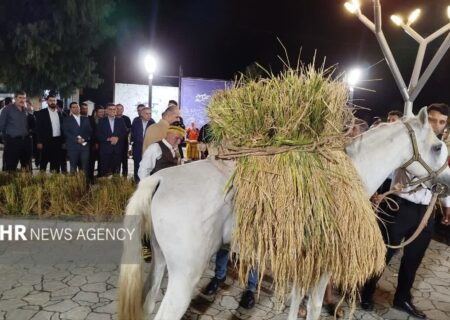 کیاشهر میزبان نخستین جشنواره شکرانه برنج شد؛روایت رنج کشاورز درشالیزار