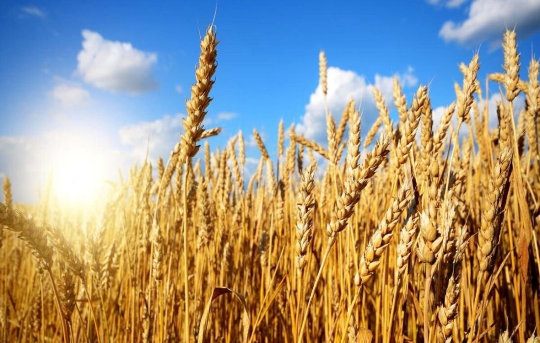 قیمت تضمینی گندم زیر سایه بلاتکلیفی؛ چه کسی مقصر است؟