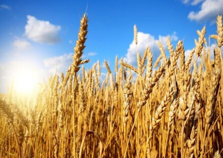 پرداخت 97 درصدی بهای گندم کشاورزان خراسان جنوبی