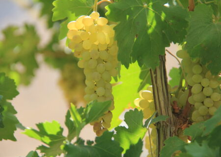 پیش‌بینی برداشت ۵۲ هزار تن انگور از تاکستان‌های چهارمحال و بختیاری