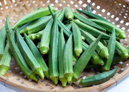 اینفوگرافیک| جزئیات کشت بامیه در بندرعباس