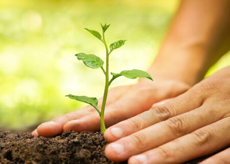 قویدل: کاشت ۸۰ اصله درخت برای مجازات جایگزین حبس در شهرستان بیله سوار