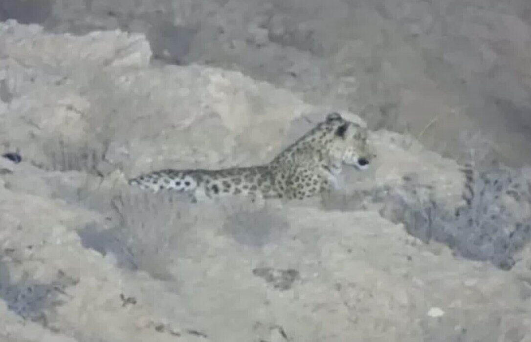 مشاهده یک قلاده پلنگ در جاده سلامتی شاهرود