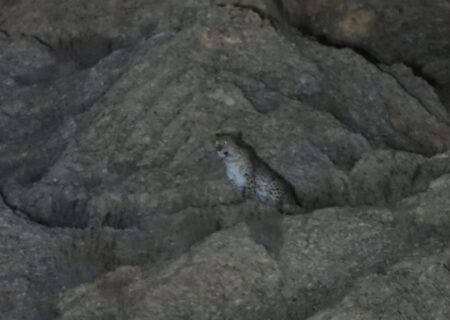 حضور پلنگ در ارتفاعات مشرف به شاهرود واقع در جاده سلامتی