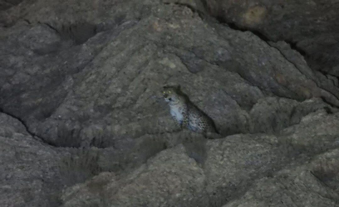 حضور پلنگ در ارتفاعات مشرف به شاهرود واقع در جاده سلامتی