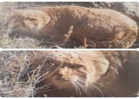 مشاهده «گربه پالاس» برای نخستین بار در خراسان جنوبی
