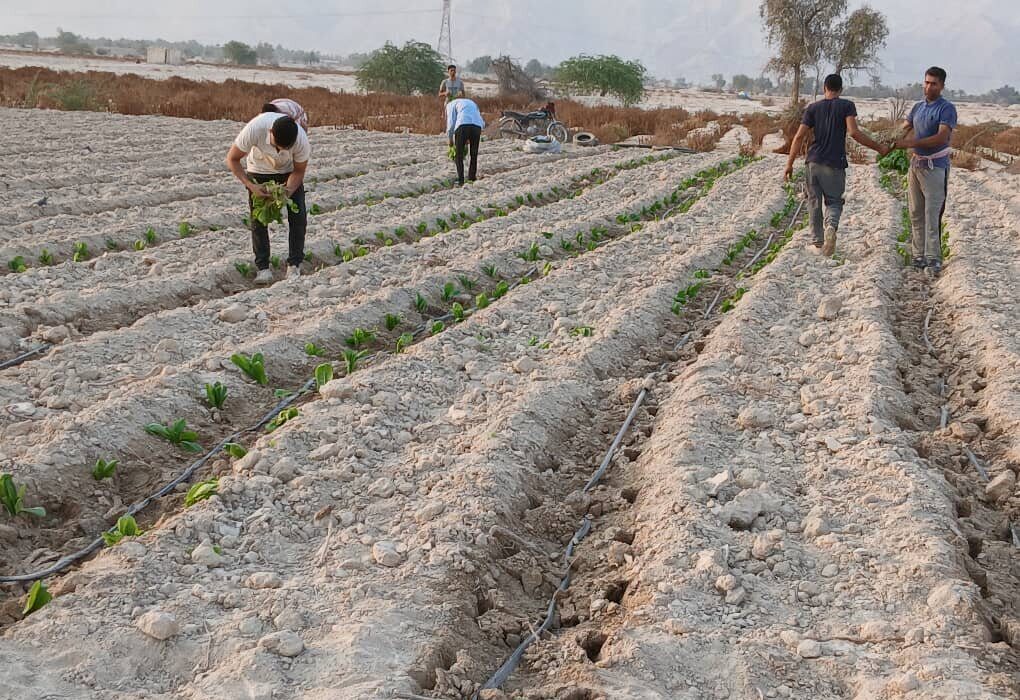 آغاز کشت تنباکو در یک هزار هکتار از اراضی کشاورزی شهرستان بندرلنگه