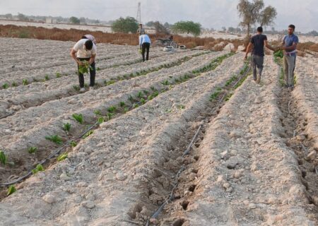 آغاز کشت تنباکو در یک هزار هکتار از اراضی کشاورزی شهرستان بندرلنگه