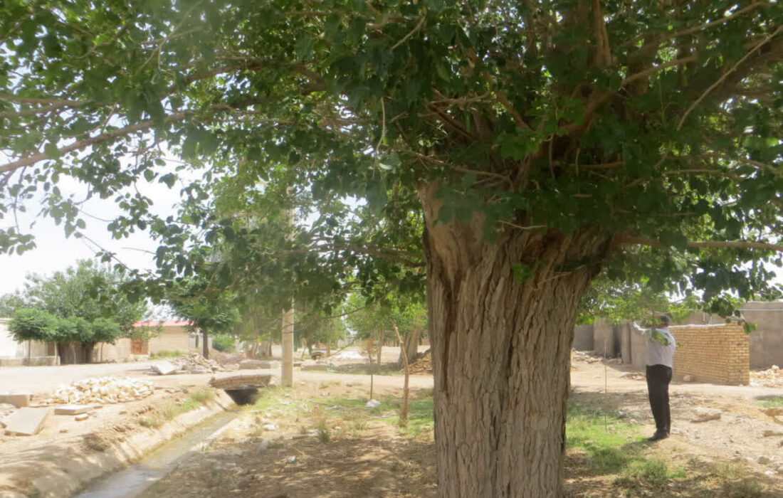 درخت توت کهنسال سرآسیاب نطنز در فهرست آثار ملی طبیعی ایران ثبت شد